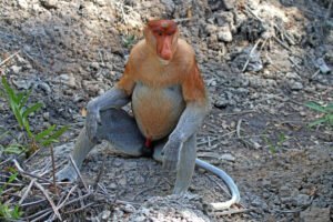 Mono Probóscide (Nasalis larvatus): La Nariz Más Grande de los Primates