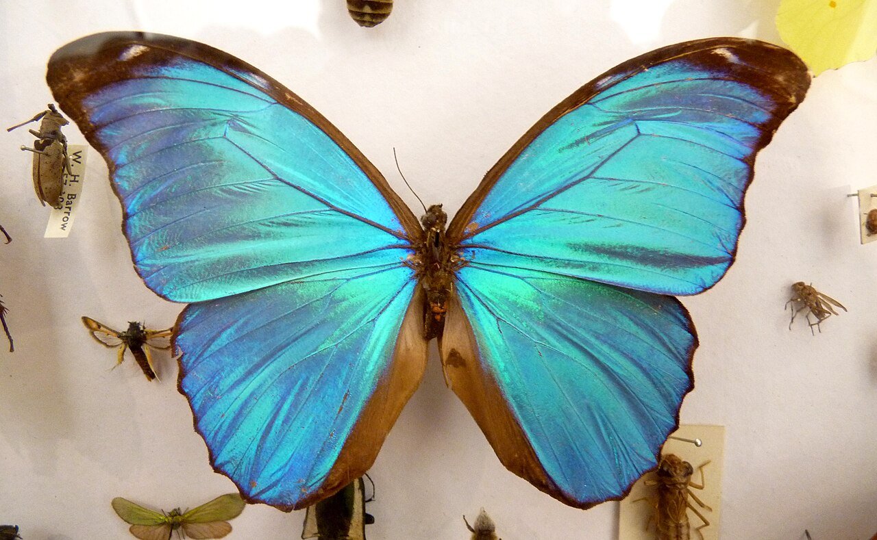 Mariposa morpho azul (Morpho didius)