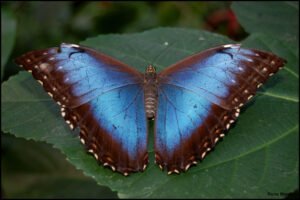 Mariposa morpho azul: características, hábitat y curiosidades
