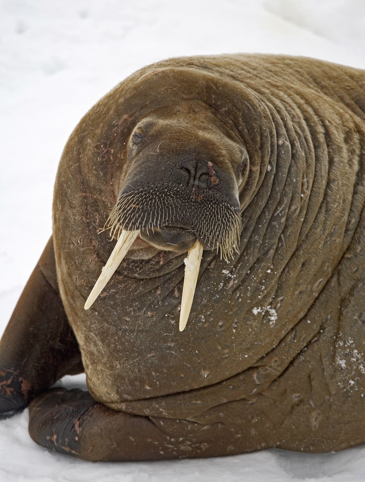 Morsa (Odobenus rosmarus)