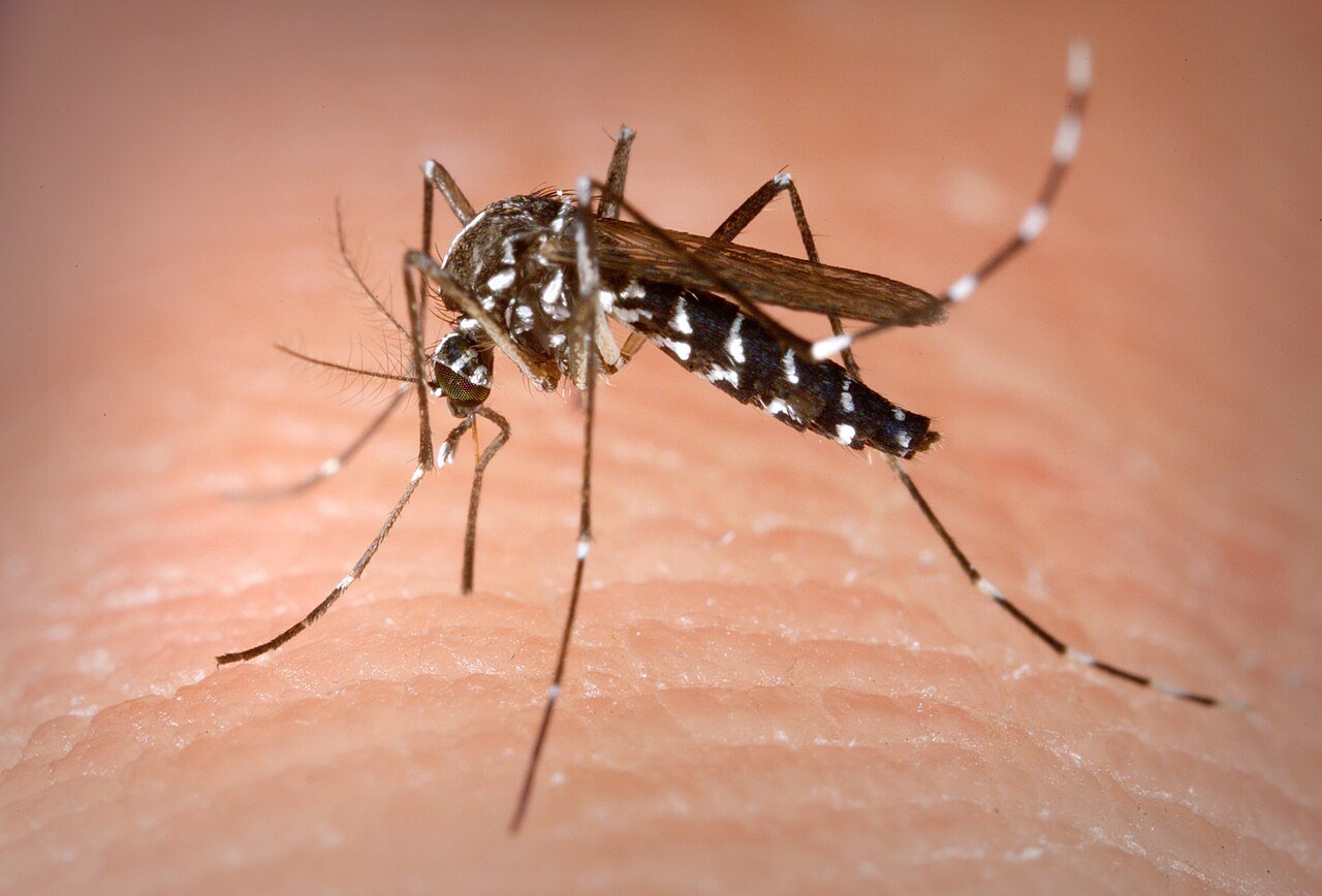 Mosquito tigre (Aedes albopictus)
