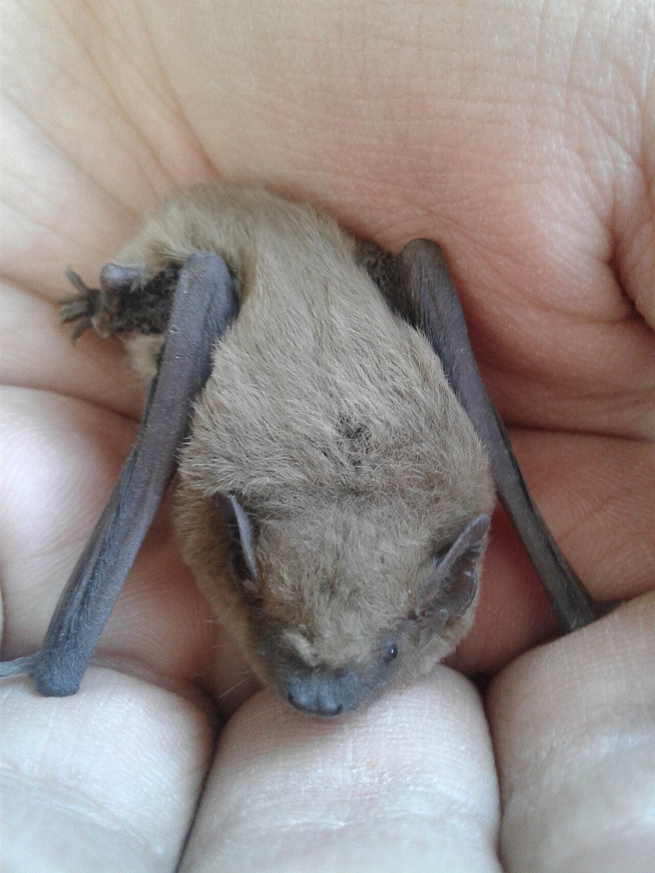 Murciélago enano (Pipistrellus pipistrellus)