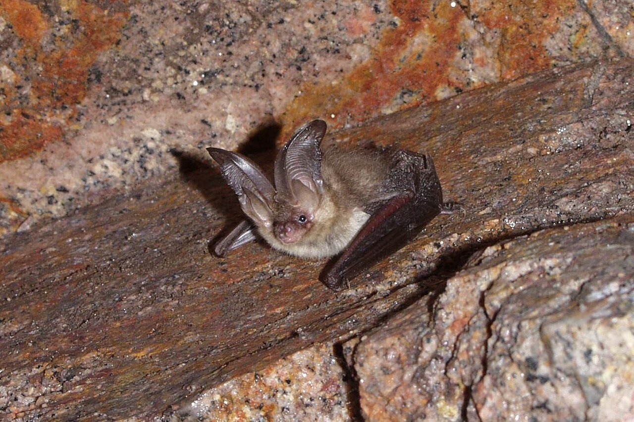 Murciélago orejudo (Plecotus auritus)