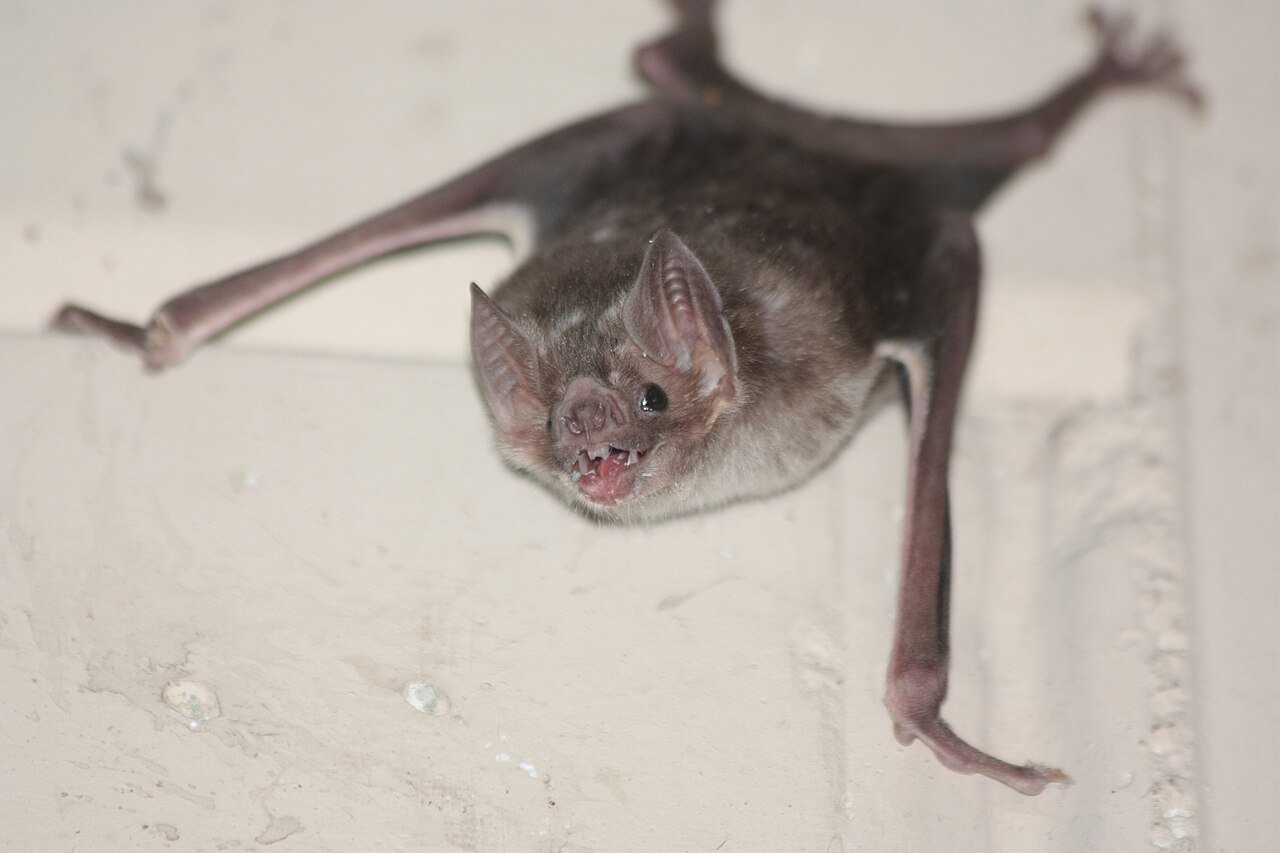 Murciélago vampiro (Desmodus rotundus)