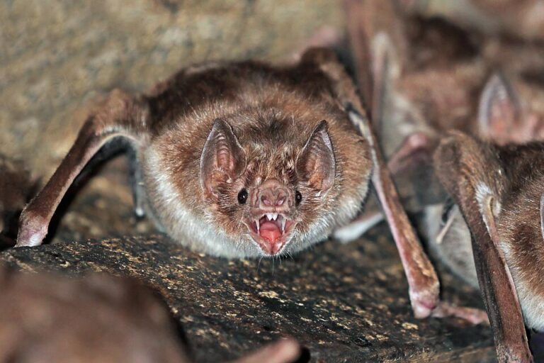 Murciélago vampiro