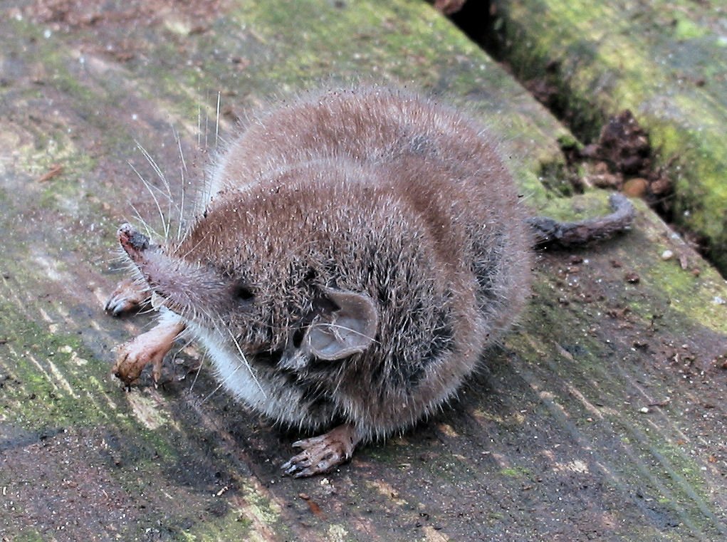 Musaraña (Crocidura russula)