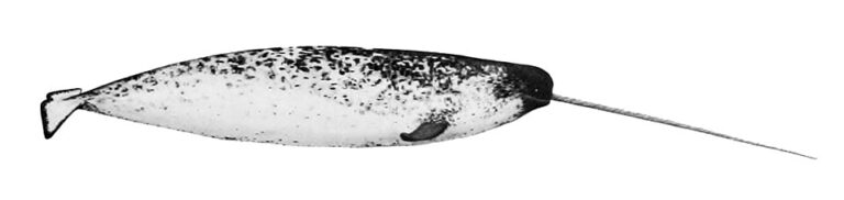 Narval
