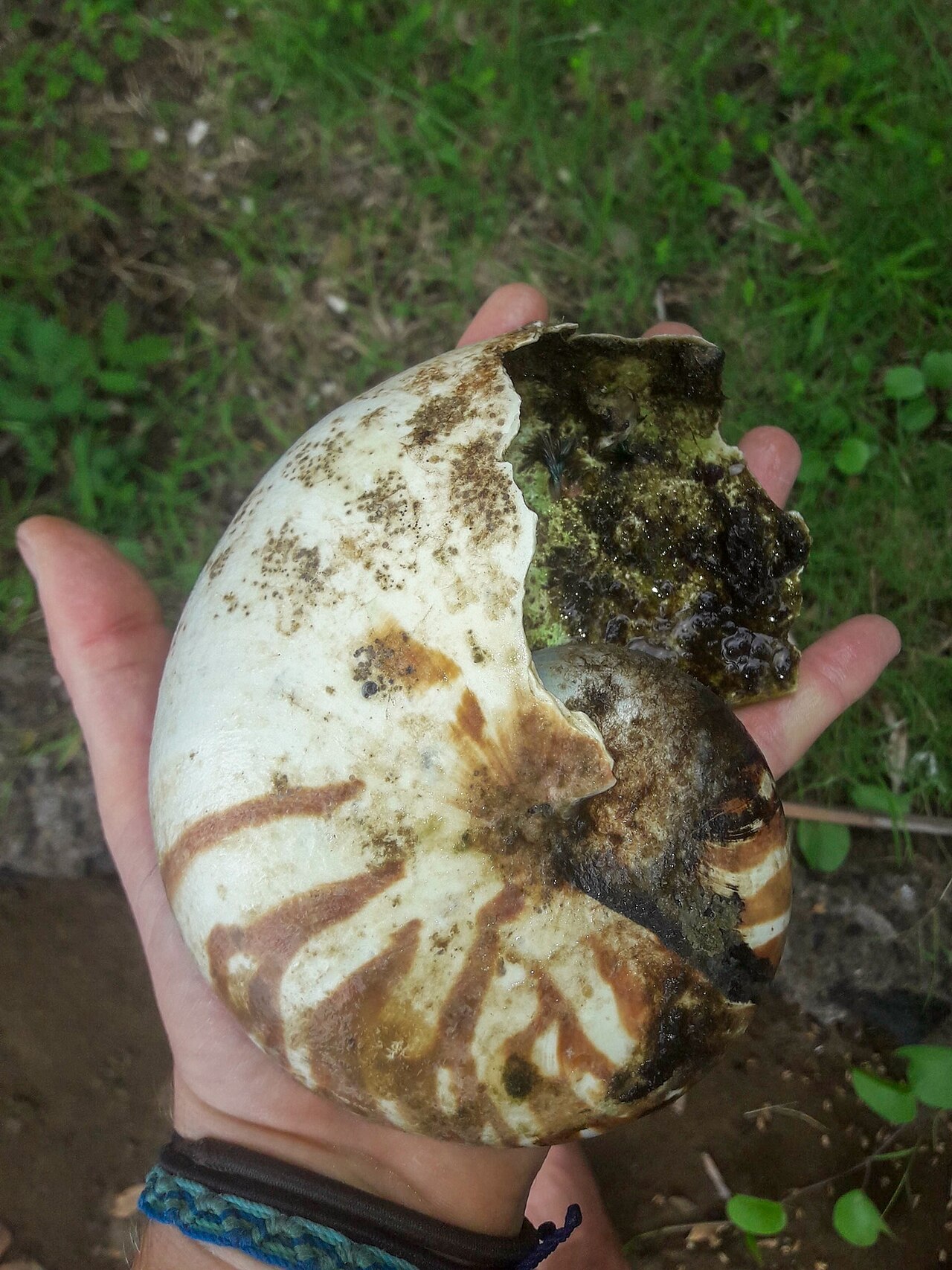 Nautilo (Nautilus pompilius)