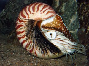 Nautilo: características, hábitat y curiosidades del fósil viviente del océano