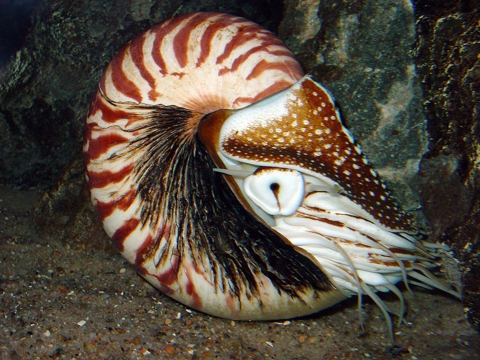 Nautilo
