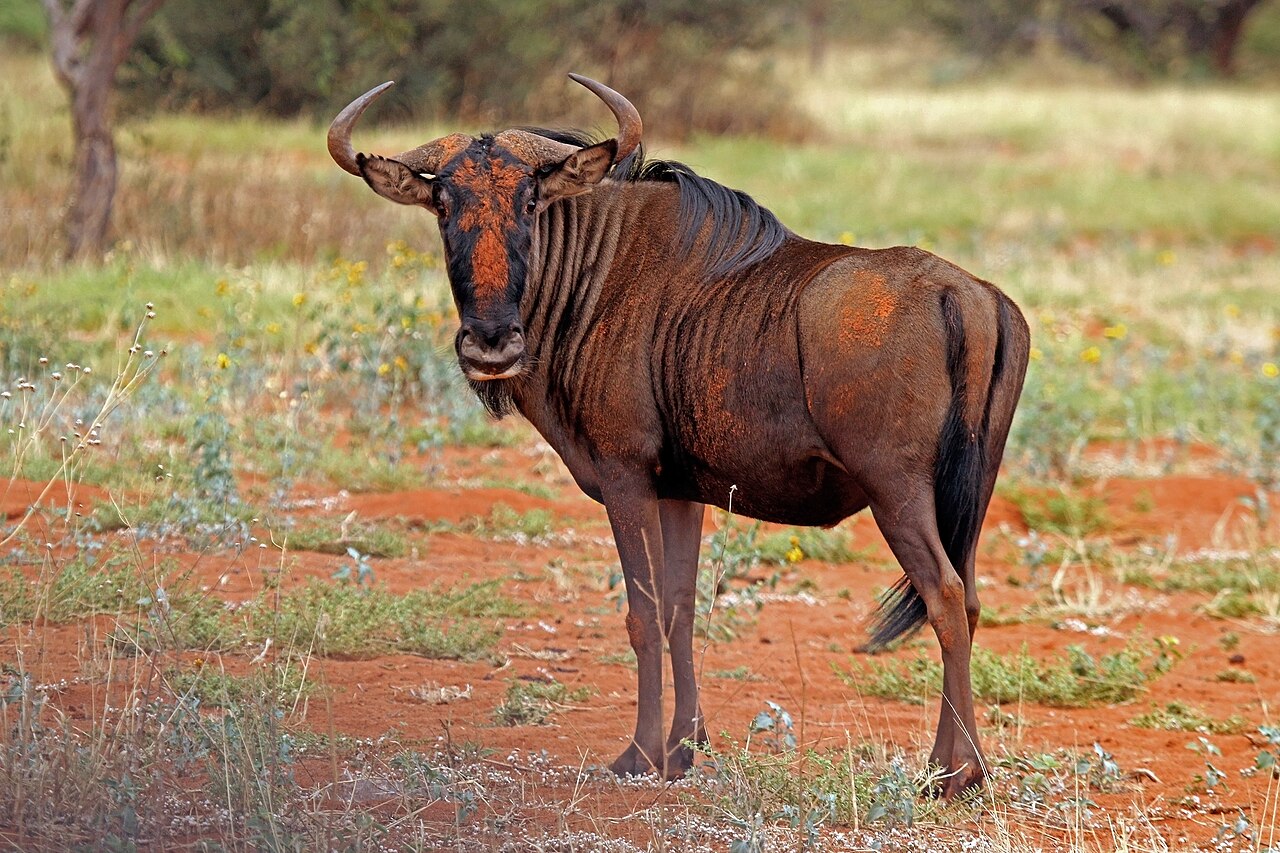 Ñu azul (Connochaetes taurinus)