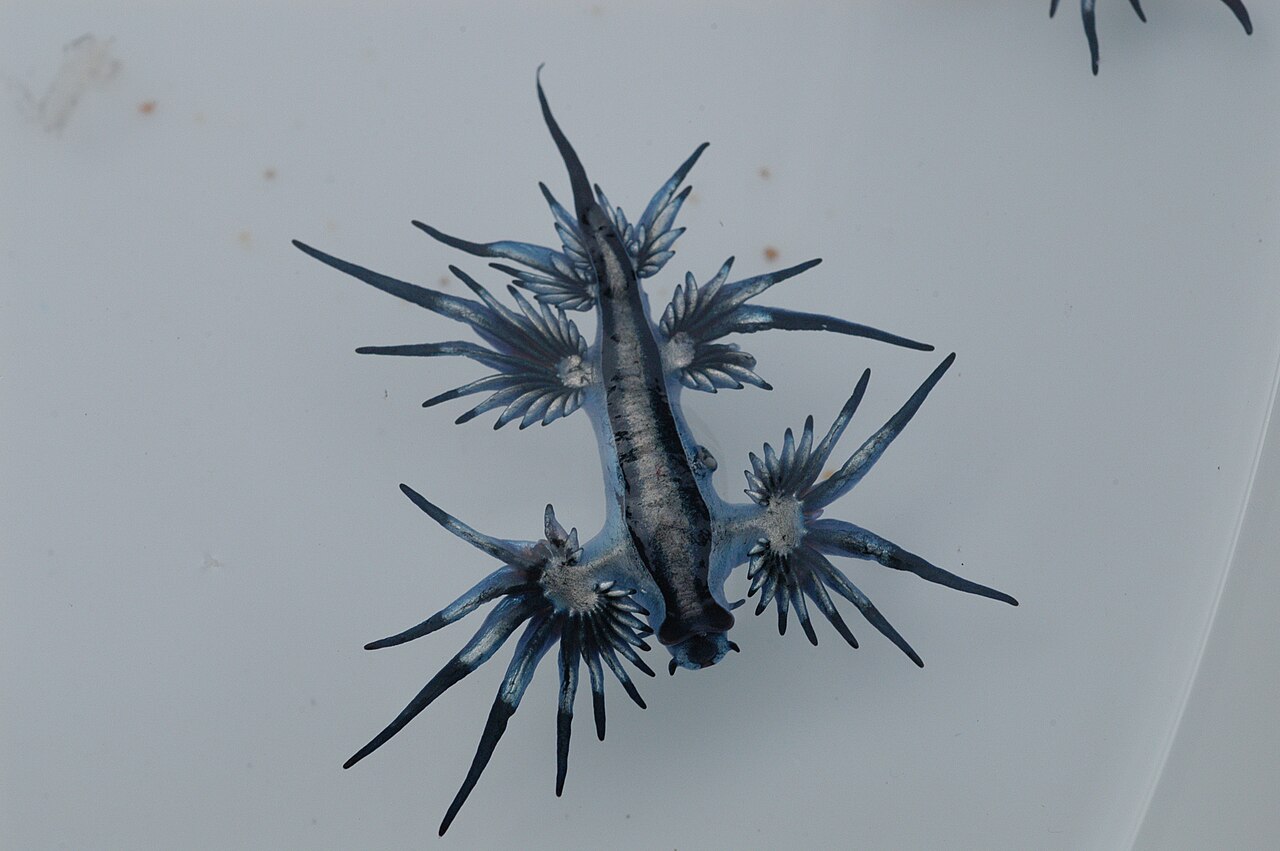 Nudibranquio (Glaucus atlanticus)