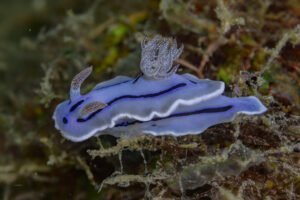Nudibranquio: el gasterópodo más colorido del océano