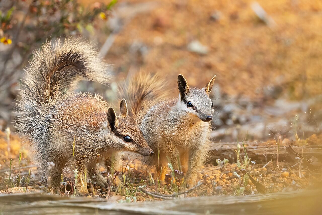 Numbat (Myrmecobius fasciatus)