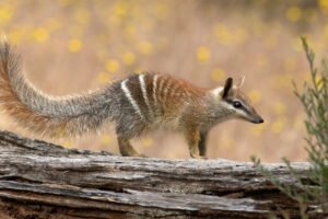 Numbat: características, hábitat y curiosidades
