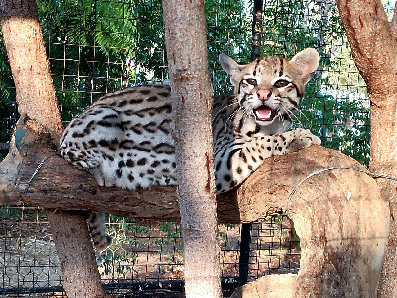 Ocelote (Leopardus pardalis)
