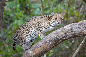 Ocelote