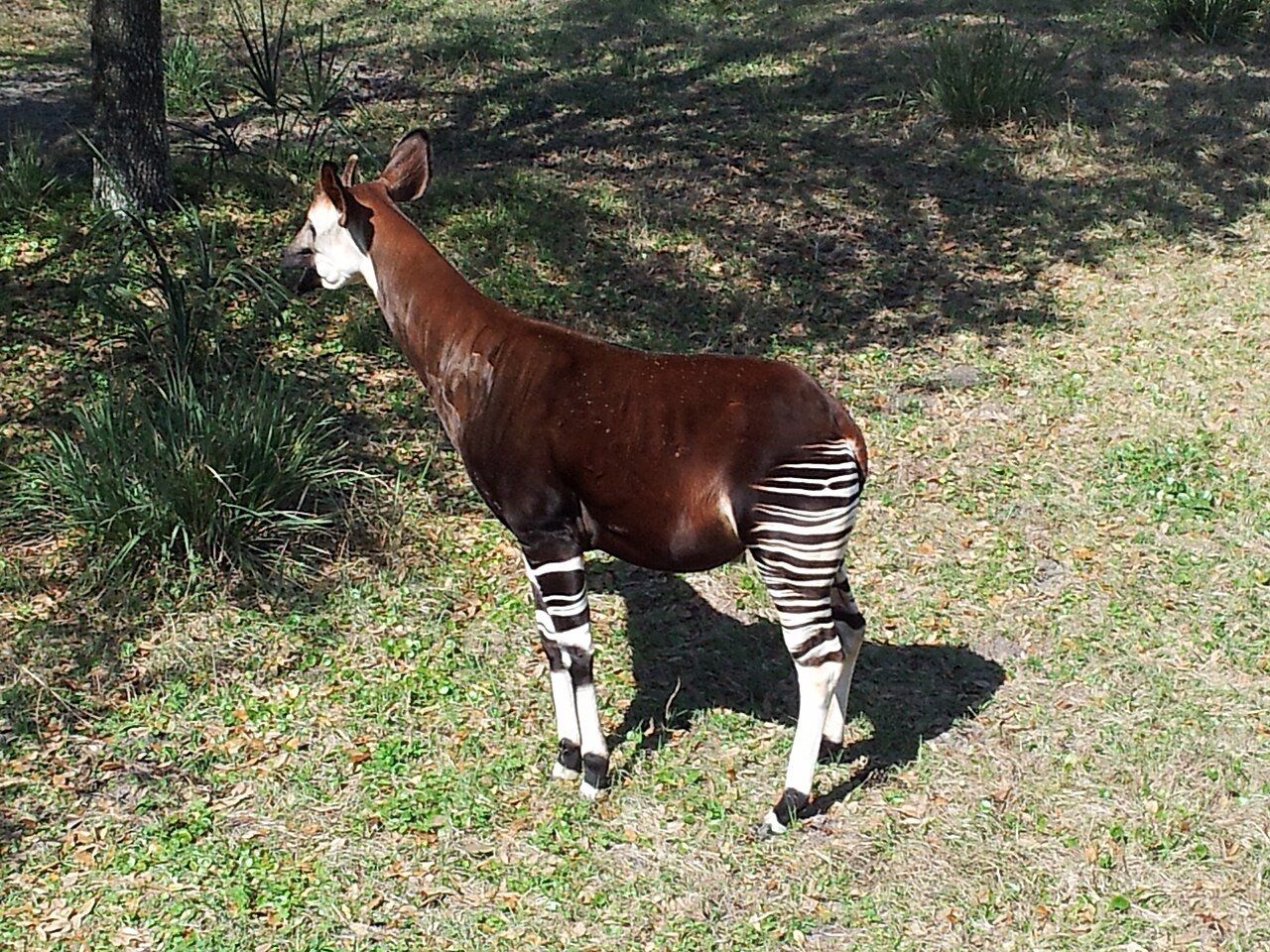 Okapi (Okapia johnstoni)