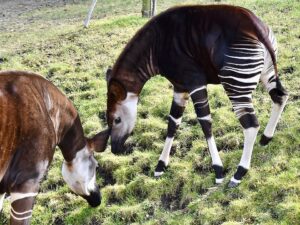 Okapi: características, hábitat y curiosidades del pariente secreto de la jirafa