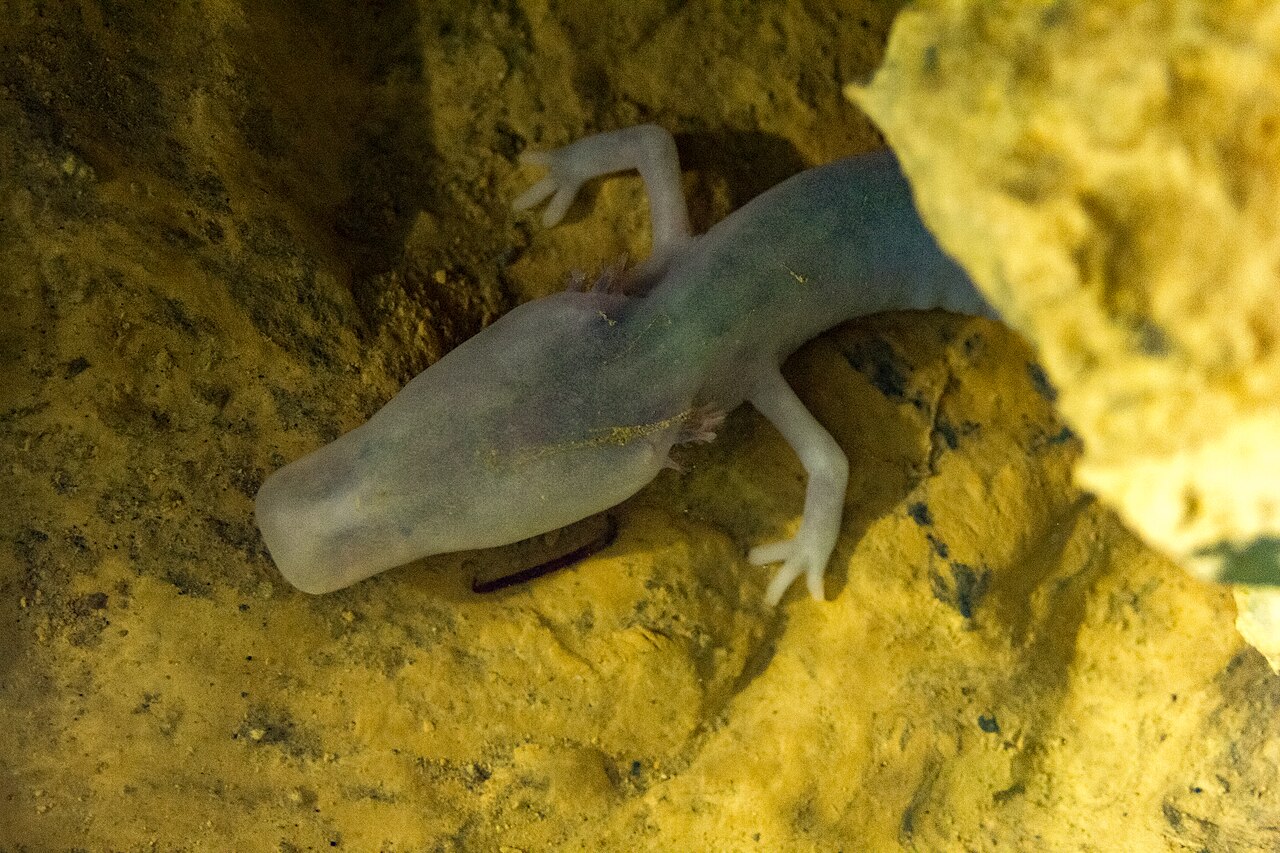 Olm (Proteus anguinus)