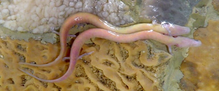 Olm