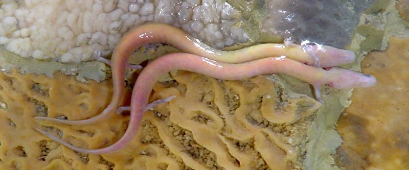 Olm (Proteus anguinus)
