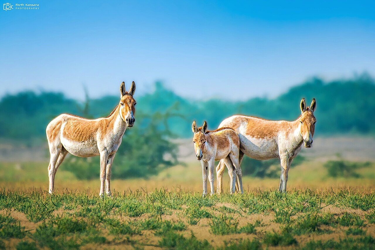 Onagro (Equus hemionus)