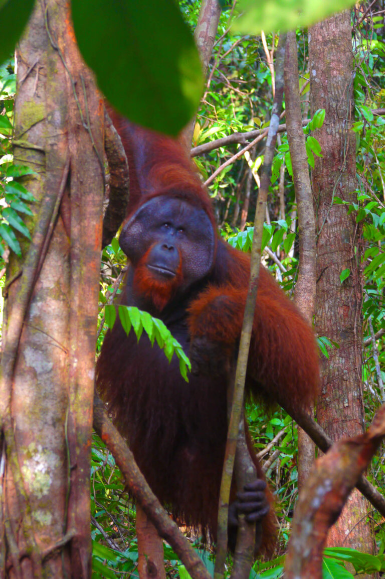 Animales de Borneo