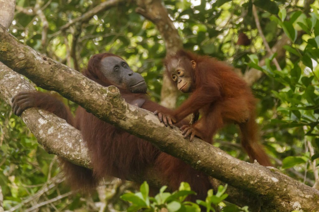 Orangután de Borneo (Pongo pygmaeus)