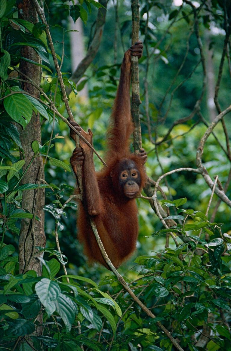 orangut-n-de-borneo-pongo-pygmaeus-atlas-de-animales