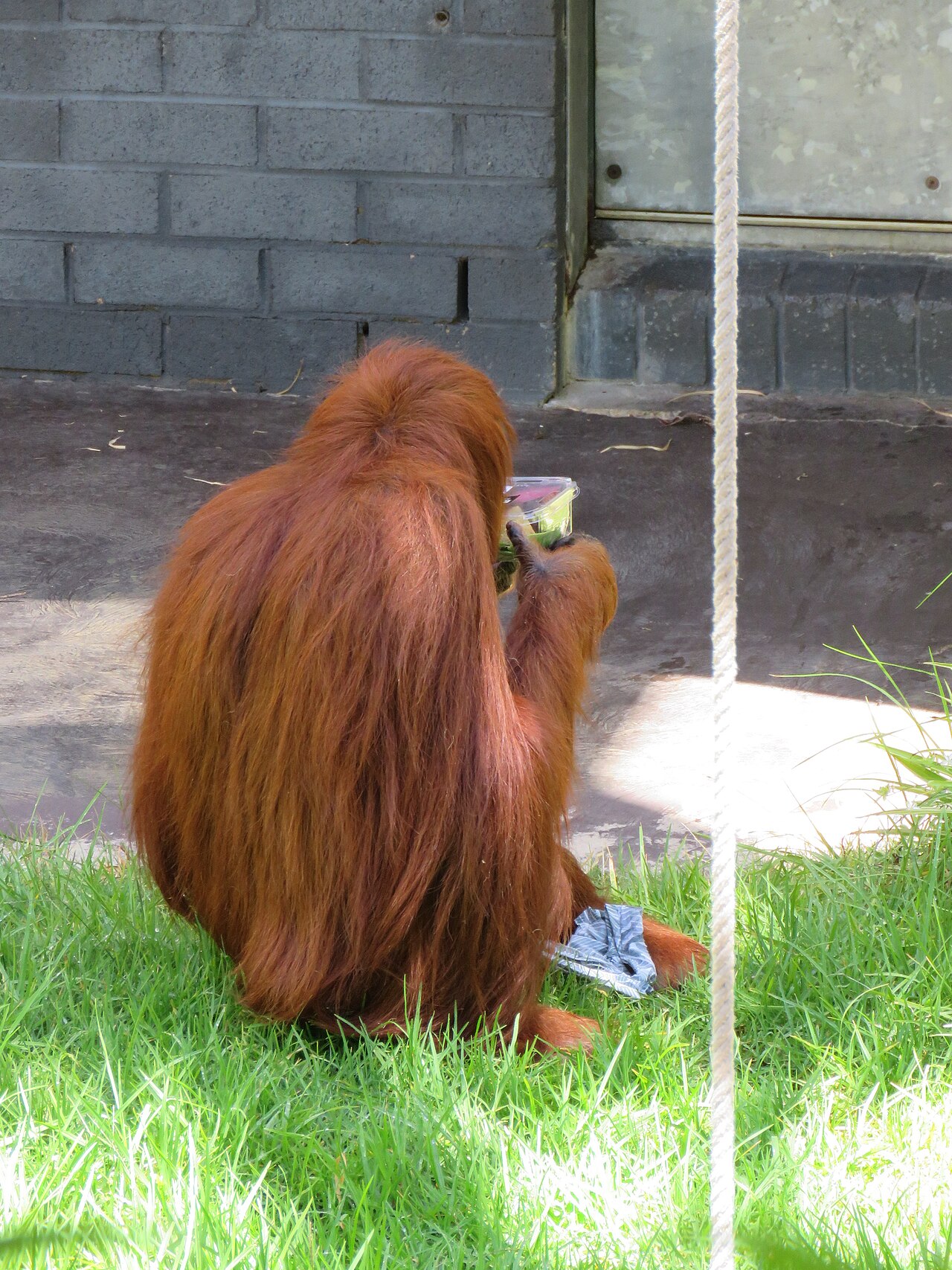 Orangután de Sumatra (Pongo abelii)