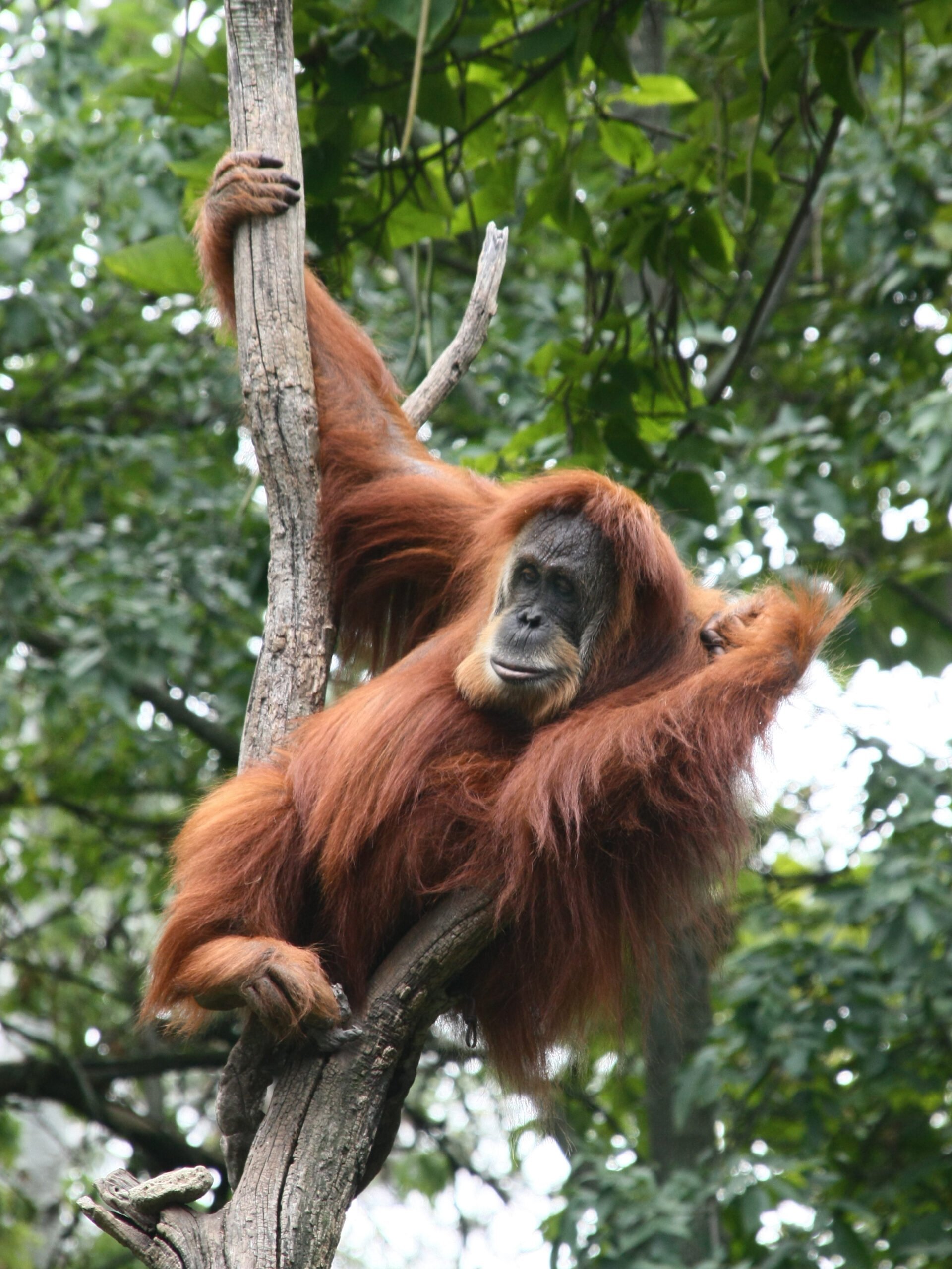 Orangután de Sumatra