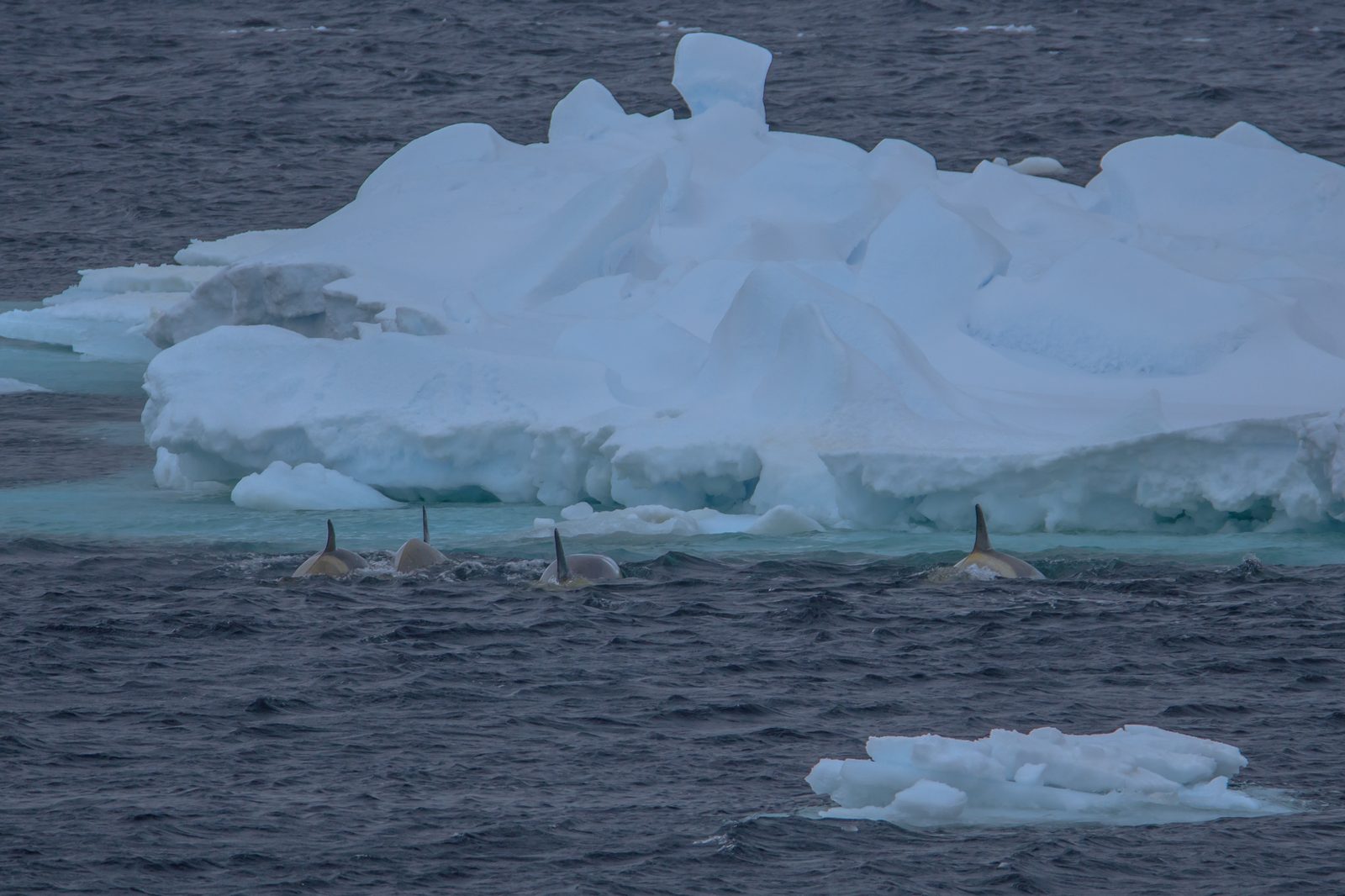 Pequeño grupo de orcas (Orcinus orca) nadando entre icebergs cerca de la Península Antártica