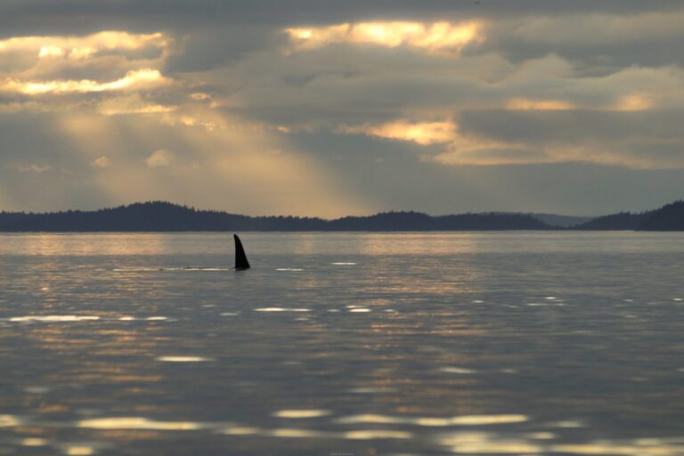 Orca