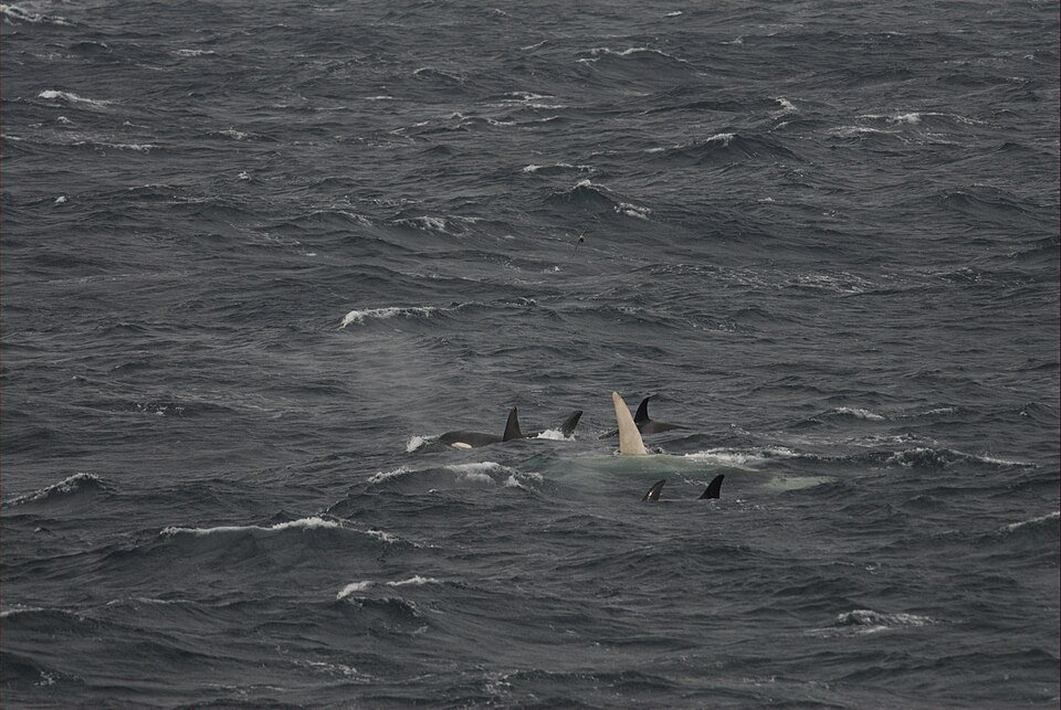 Orca emergiendo del agua con la boca abierta