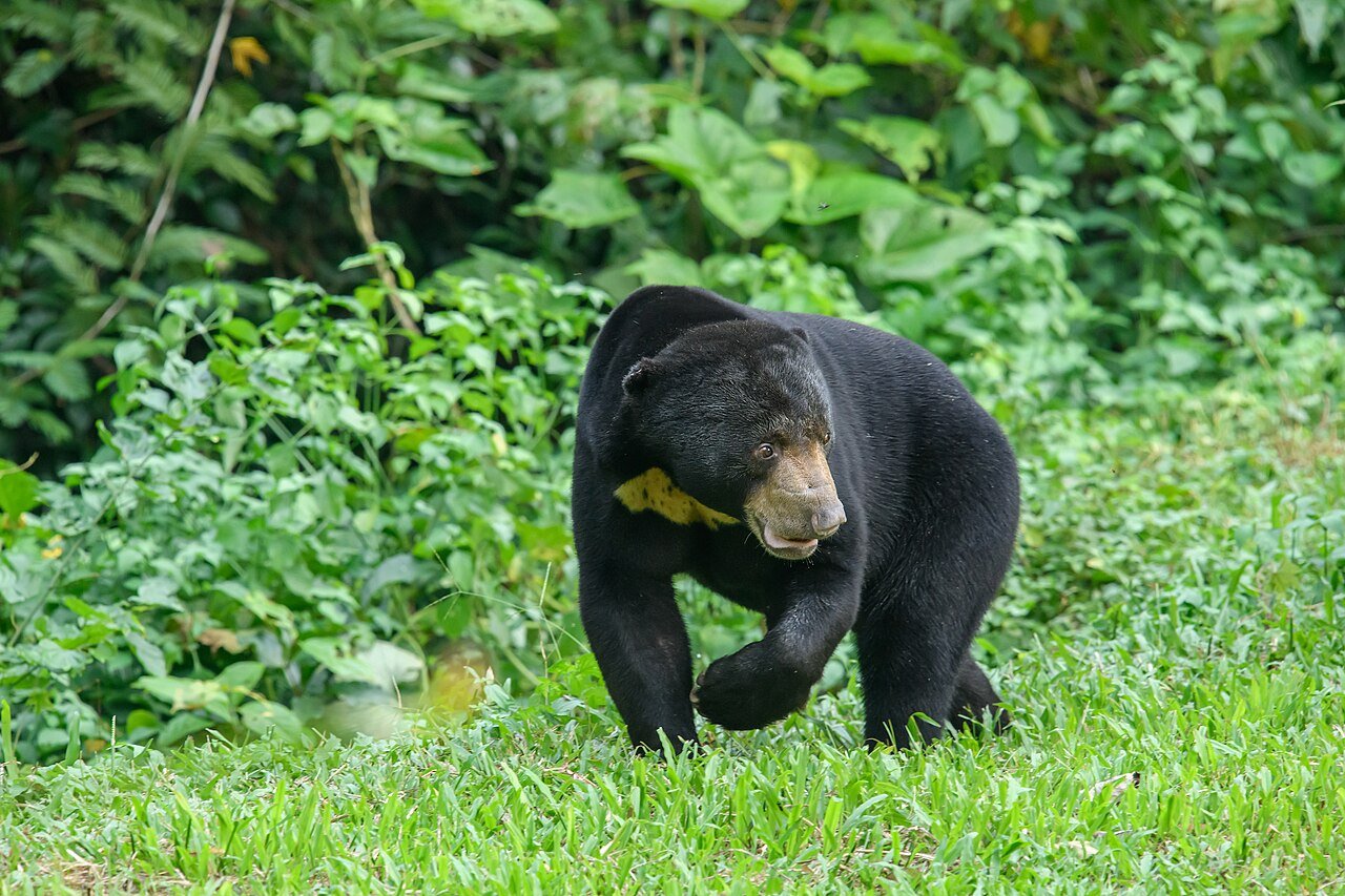 Oso de sol (Helarctos malayanus)