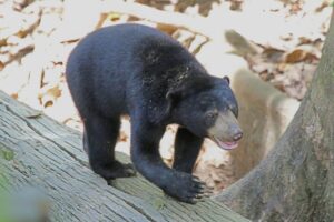 Oso de sol: el oso más pequeño del mundo