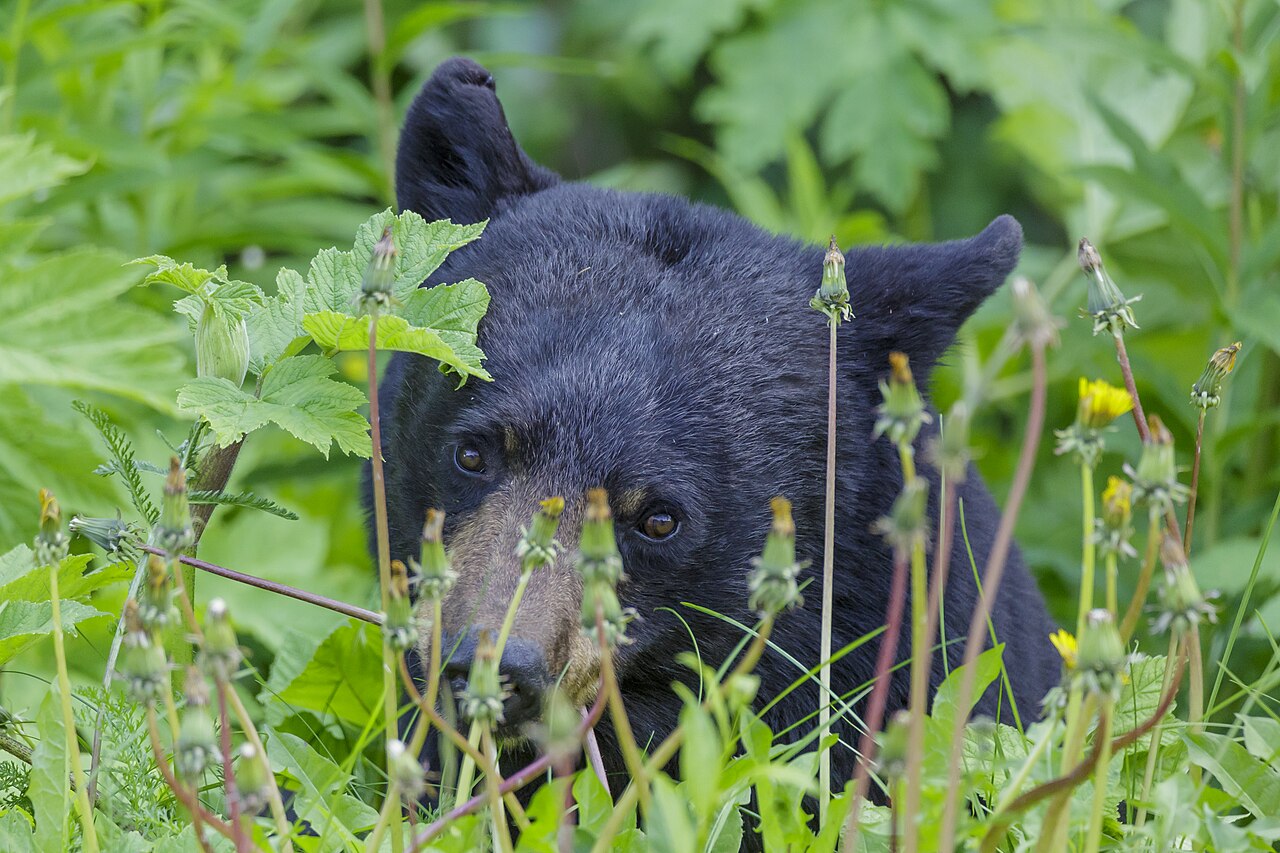 Oso negro americano (Ursus americanus)