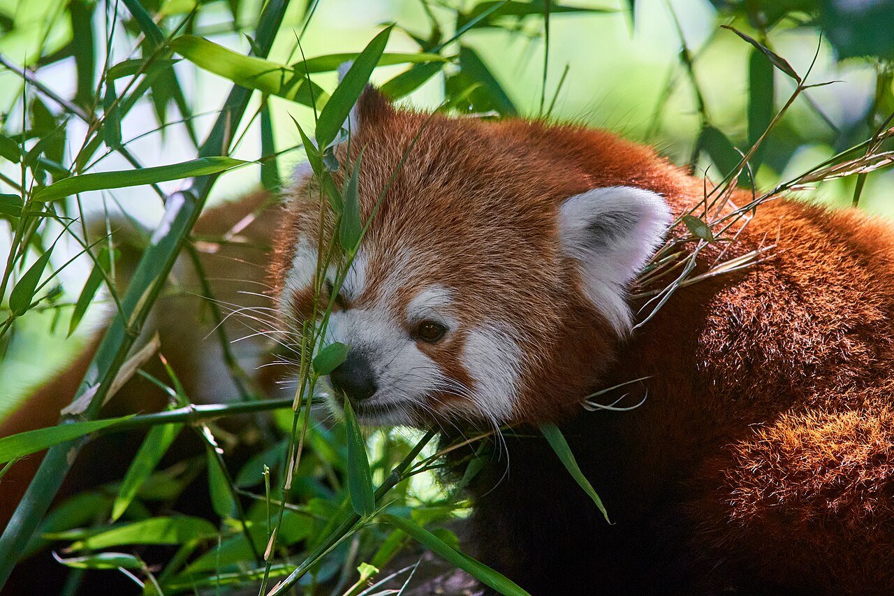 Oso panda rojo (Ailurus fulgens)