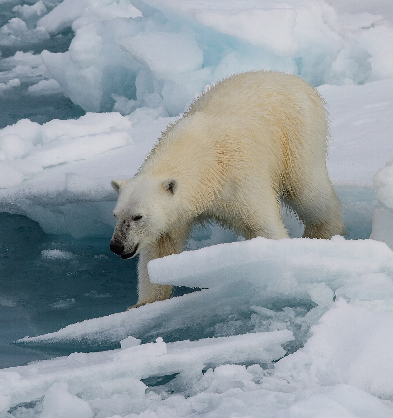 Oso Polar (Ursus maritimus)