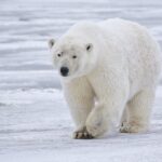 Oso Polar