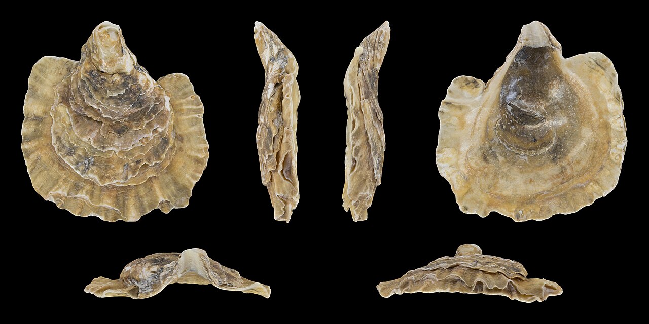 Ostra (Ostrea edulis)