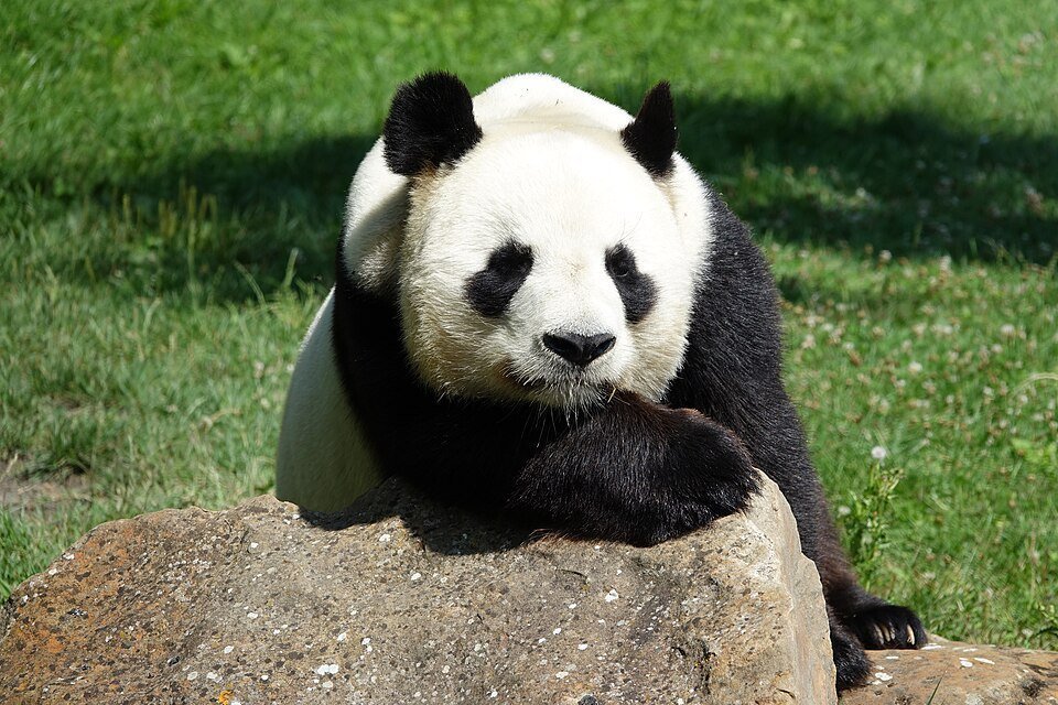 Panda Gigante