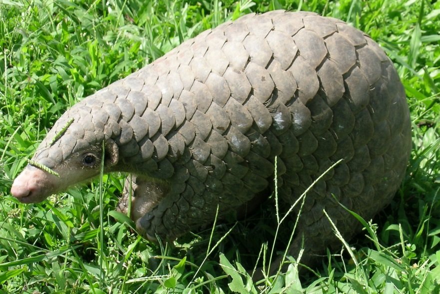 Pangolín (Manis pentadactyla)