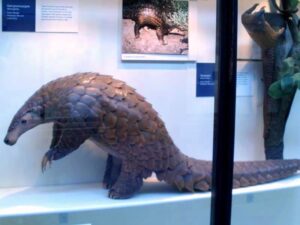Pangolín gigante: el mayor de los pangolinos en peligro crítico