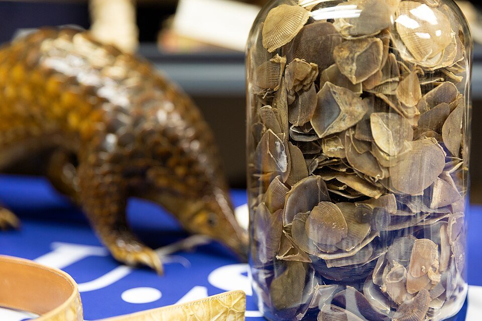 Pangolin enrollado mostrando sus escamas de queratina