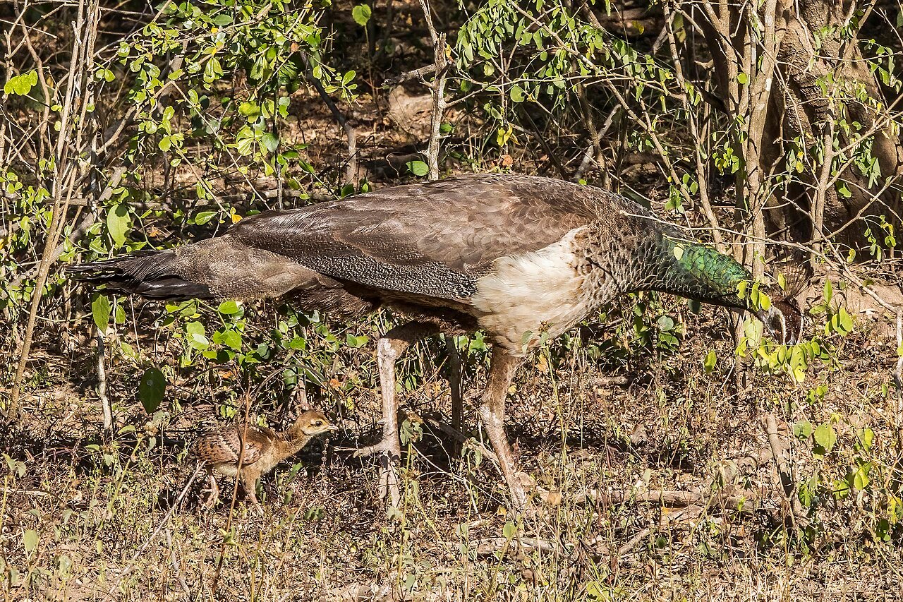 Pavo Real (Pavo cristatus)