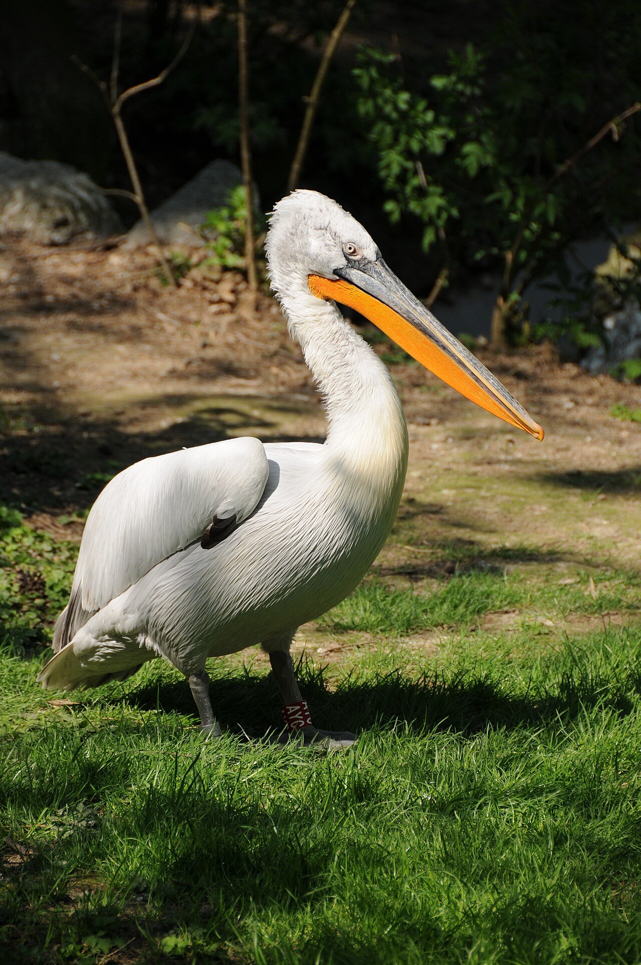Pelícano (Pelecanus crispus)