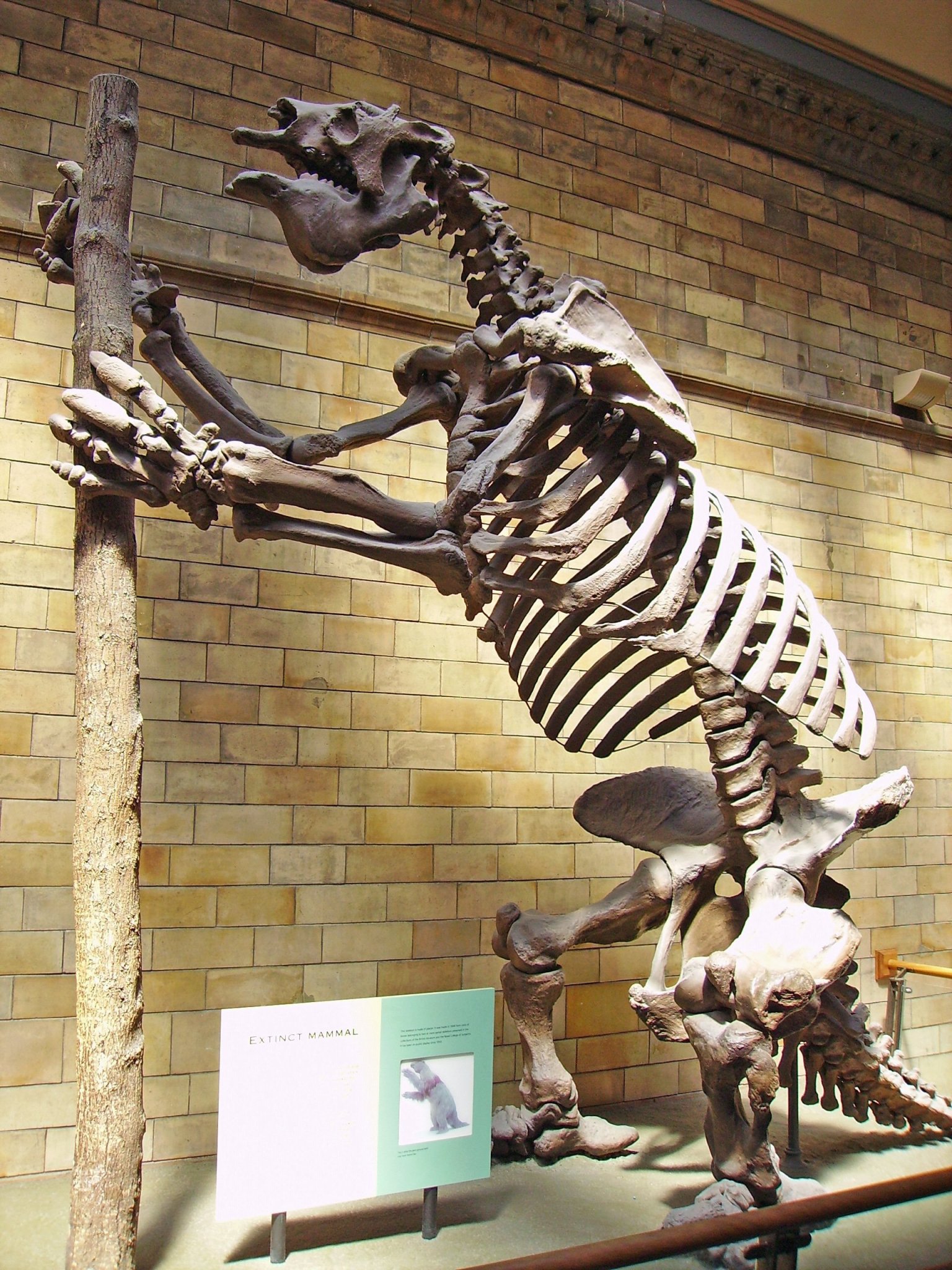 Esqueleto del perezoso gigante Megatherium americanum en el Museo de Historia Natural