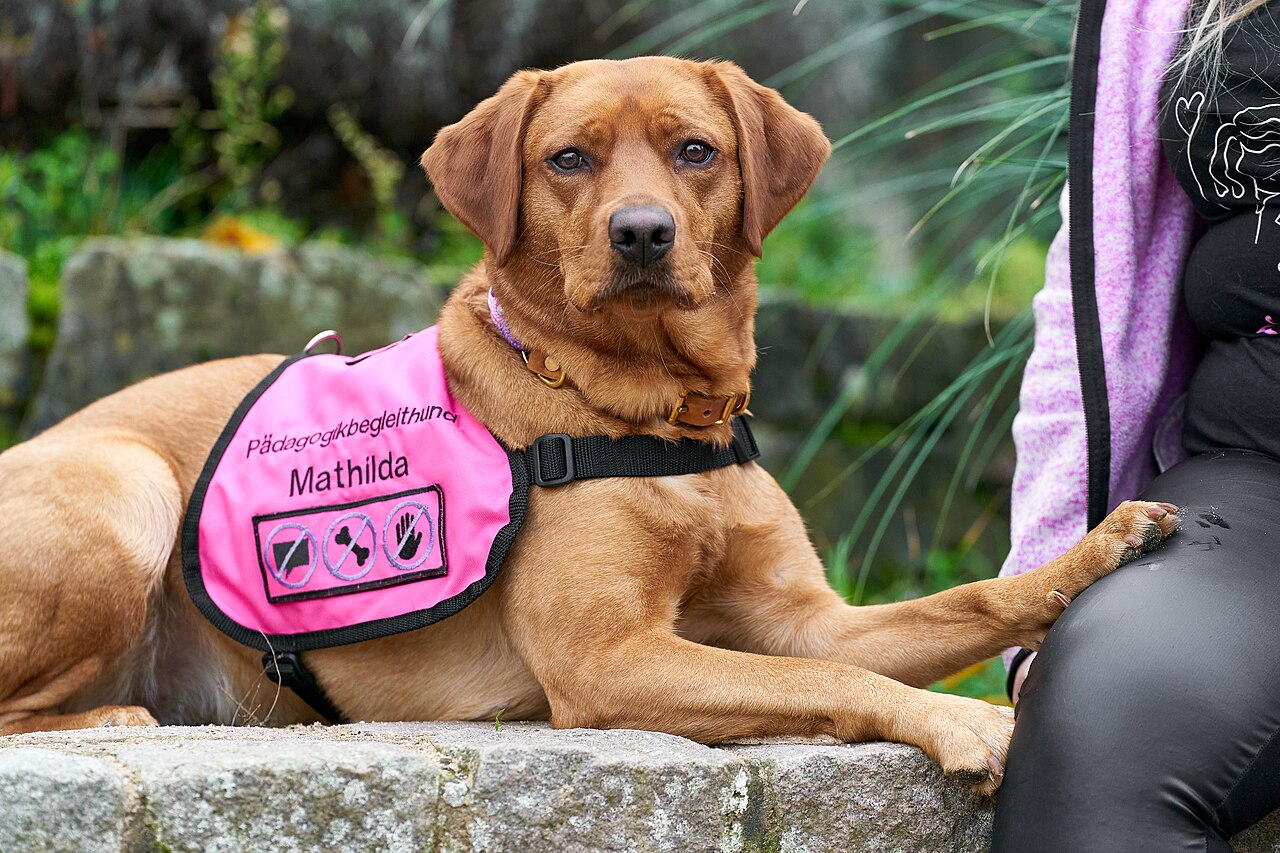 Perro (Canis lupus familiaris)